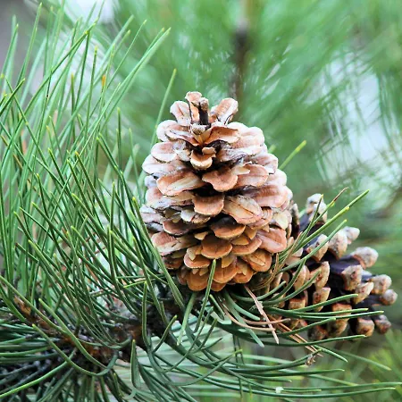 شقة Flat With Balcony *